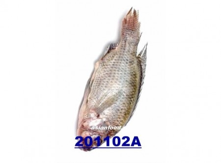 Tilapia cleaned 600-800g