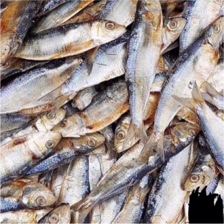 Cebu dried fish- tuyo 100g pålager 19.juni2025